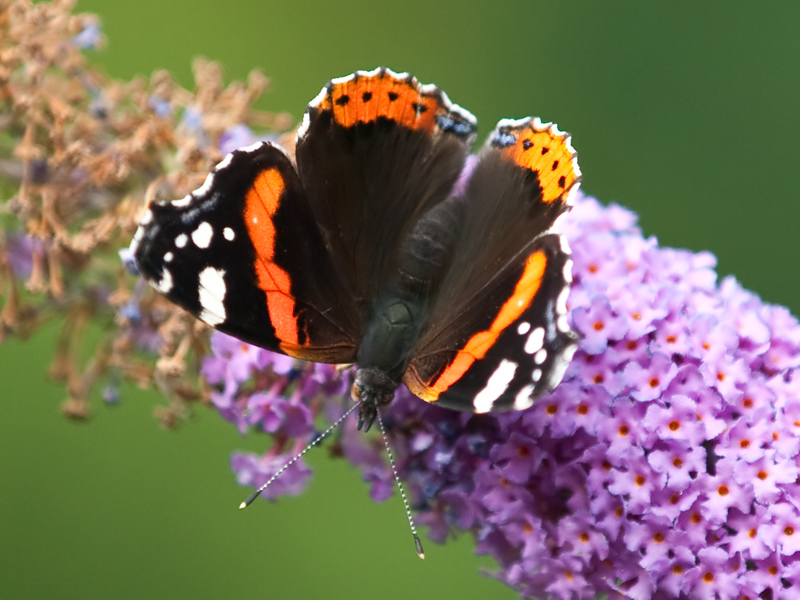 Vanessa atalanta Atalanta Red Admiral